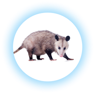 Opossum