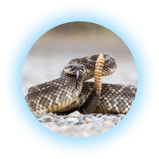 Southern Pacific Rattlesnake