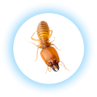 termite