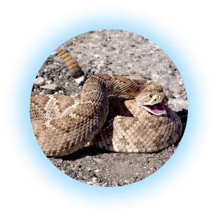 western diamond back rattle snake