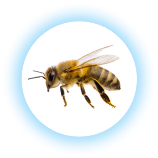 bee