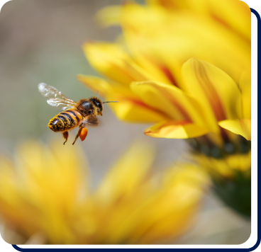 Bee Removal in Santa Clarita, CA