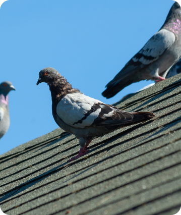 bird removal