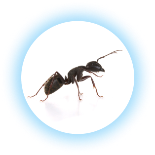 carpenter ant