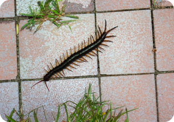 centipede