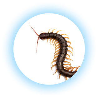 centipede