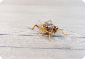 cricket on floor