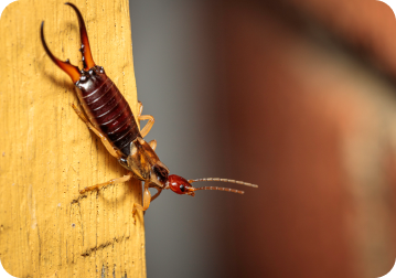 earwig in house