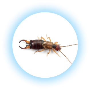 earwig