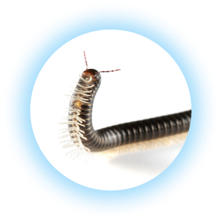 millipede