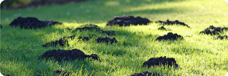 mole holes in backyard