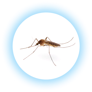 mosquito