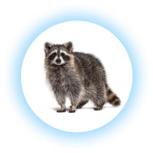 racoon