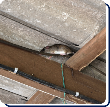 rodent getting into wiring in house