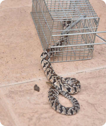 snake being captured in a cage safely
