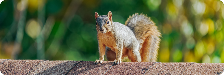 squirrel standing on roof