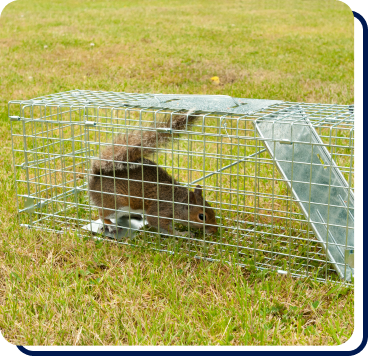 squirrel in a trap in someones yard